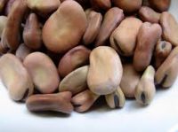 https://fr.tradekey.com/product_view/Broad-Beans-Dried-Fava-Beans-9193685.html