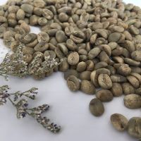 Arabica Coffee Beans