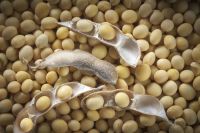 Soybeans