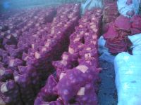 Best Egyptian Red Onions