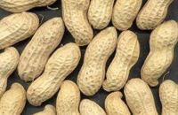 Quality Hand-picked peanuts in shell(two kernels)