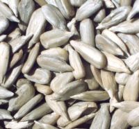 Best sunflower seeds kernels