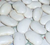 Best Large White Kidney Beans