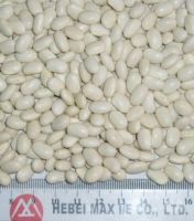 Best White Kidney Beans. Japan Type