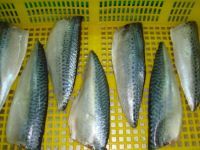 Quality Frozen Mackerel Fish Fillet