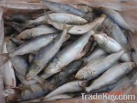 Quality FROZEN SARDINE FISH (SARDINELLA LONGICEPS)