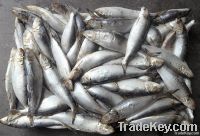 Best Sardine fish for canned