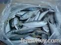 Quality Frozen Mackerel Fish 200-300g