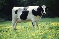 Quality Pregnant Holstein Heifers Cattle For Sale