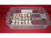 Best FERTILE PARROT EGGS SUPPLIER