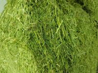 Alfalfa hay in big bales for animal feeding
