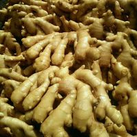 fresh mature ginger for export