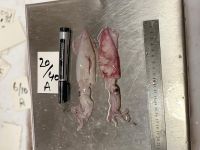 Loligo Squid
