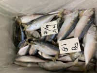Frozen Indian Mackerel