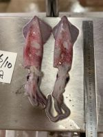 Loligo Squid