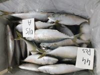 SGH Brand Mackerel