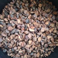 Dry Kola nut