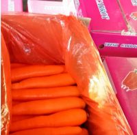 Chinese vegetable carrots supplier and exporter