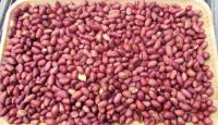 Groundnut (peanuts)