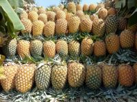 fresh pineapple