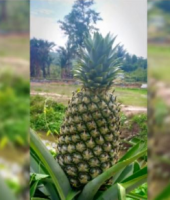 Pineapple MD2