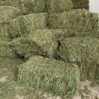 Alfalfa Hay for Cattle