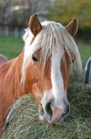 Timothy Hay For Horses