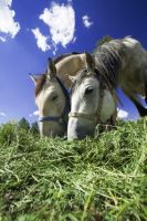 Alfalfa Hay for Horses