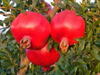 juicy pomegranate