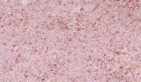 Dehydrated Onion white/pink/red Granules