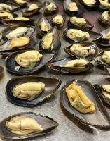 Black Sea Mussels