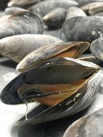 Black Sea Mussels