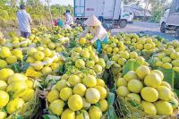 Fresh Cat Chu, Hoa Loc Mango from Vietnam 