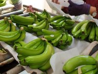 Vietnammese Fresh and Delicious Banana 