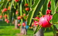 Vietnam Fresh dragon fruit (white-red flesh)