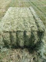 Rhodes Grass hay