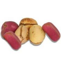 High Quality Kola Nuts