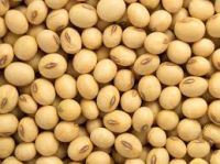 High Quality Soya Beans