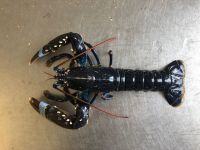 Brown Crab, Blue Lobster, Langoustines, Razor Clam