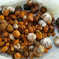 Ox Gallstones for Sale