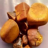 Ox,Cow,Cattle, Gallstones