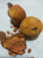 Quality Dried Cow Ox Gallstones / Cattle gallstones