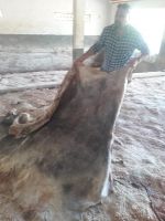 IMPORT Animal Hides(Wet and dry salted cow Hide) at affordable prices .