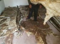 wet and Dry Salted cow hide for sale