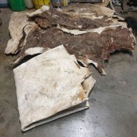 WET SALTED COW HEAD SKIN