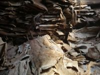 Wholesale Supplier Of Bulk Stock of Raw Wet Salted and Dried Cow Hides / Skins Fast Shipping