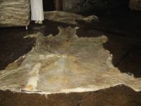 Wet Salted and Dried Salted Cow Hides For Sale