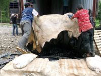 Wholesale custom private label raw wet salted cattle hides industrial grade 50kg bags 25ton 15days cow skins buffalo hide