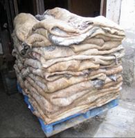 Wet Salted Cow Hides for export