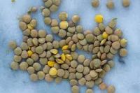 Green Lentil